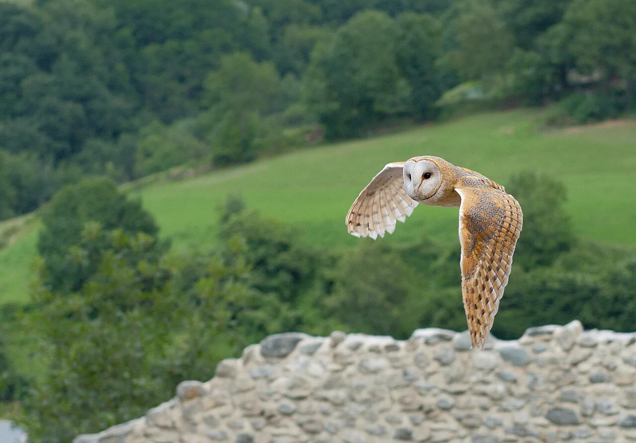 Batı peçeli baykuşu (Tyto alba) uçarken; Türkiye'de de yaşayan tür budur