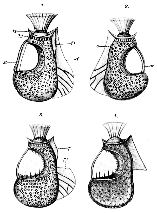 Citharistes regius dinoflagellatının eski bir bilimsel çizimi