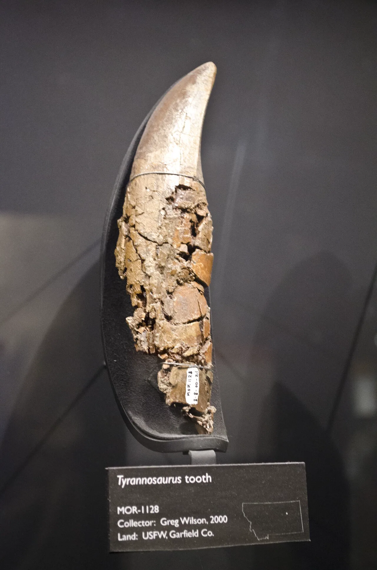 Montana'da bulunmuş bir Tyrannosaurus rex dişi müzede sergileniyor