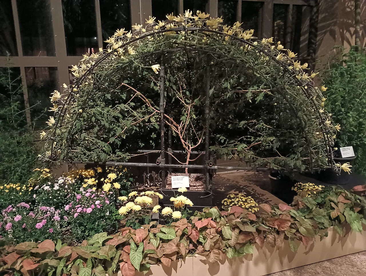 Longwood Gardens'ta yarım iskelet üzerinde yetiştirilen gösterim bitkisi, tek gövdeden çıkan dalların tele nasıl bağlandığını gösteriyor