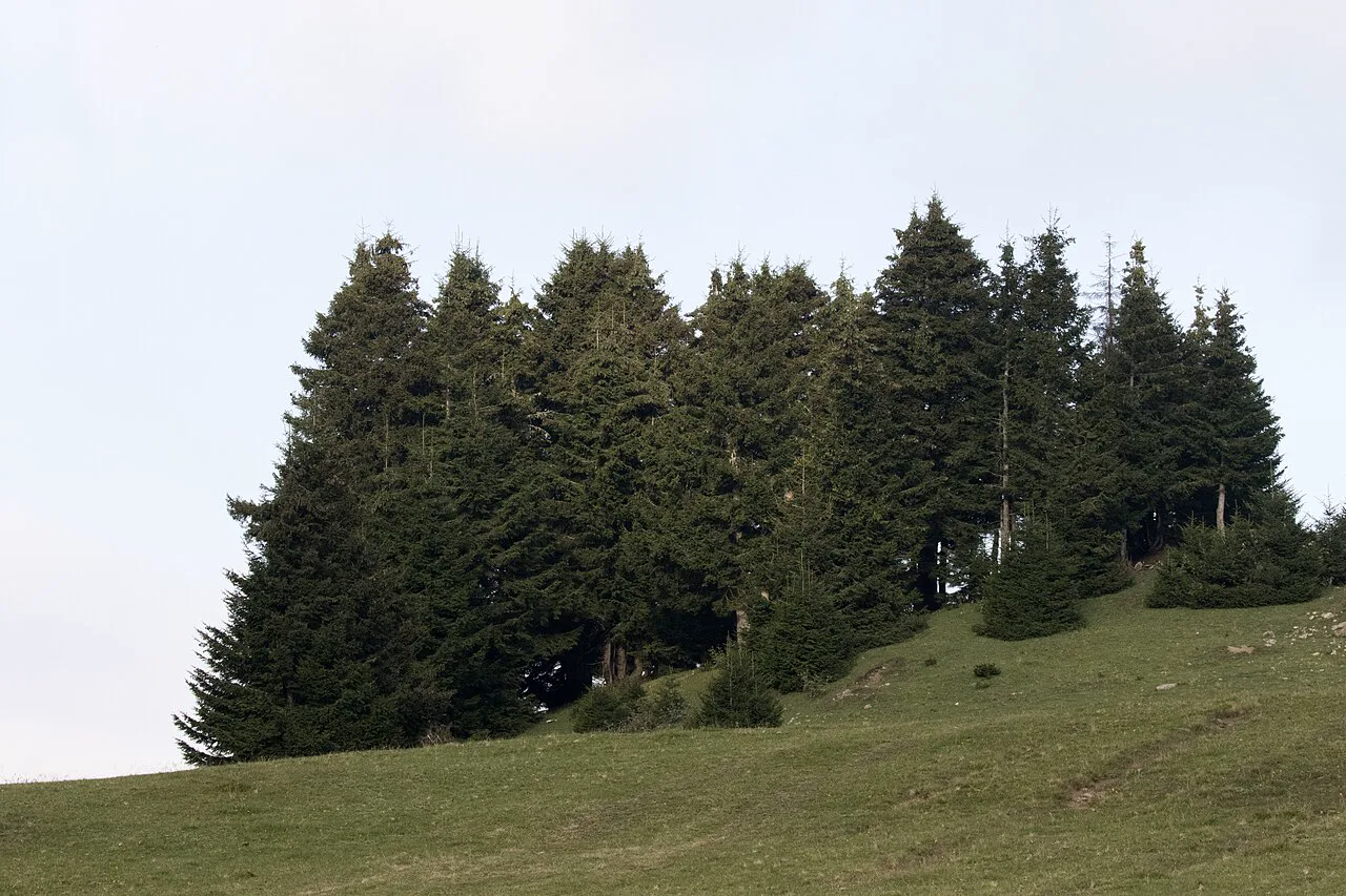 Giresun Dereli'deki Kümbet Yaylası'nda bir Doğu ladini topluluğu