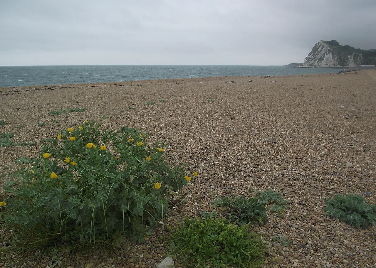 Dover'ın güneyindeki Shakespeare Beach
