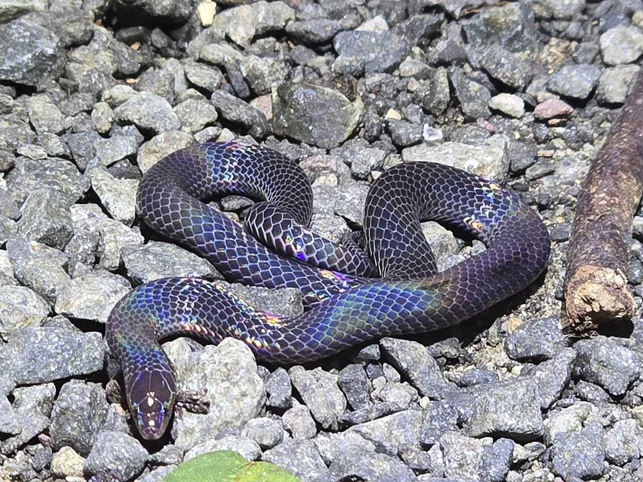 Malezya'da görüntülenen bir cüce kamış yılanı (Pseudorabdion longiceps); 2023'te yuvarlanırken ilk kez belgelenen tür