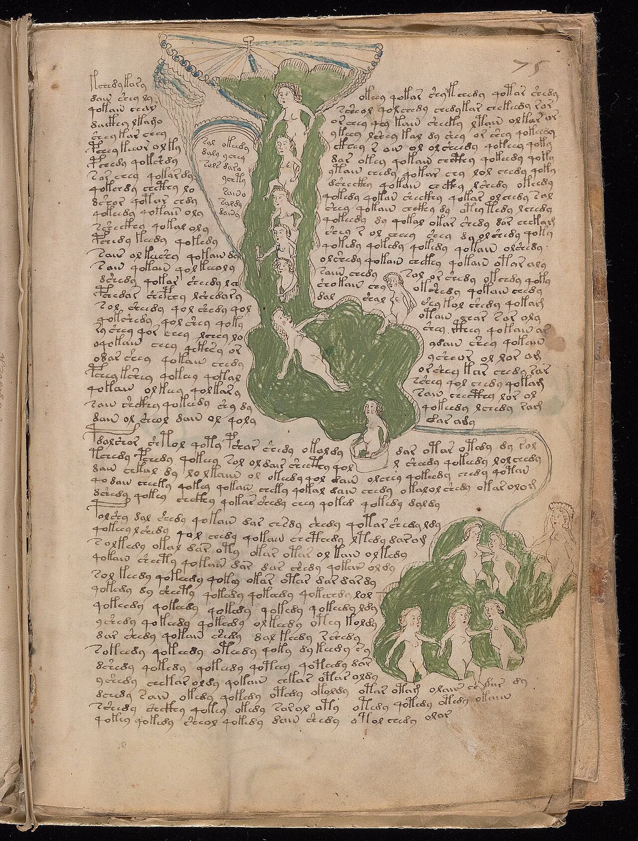 Voynich elyazmasının banyo bölümünden 75r sayfası; yeşil havuzlarda kadın figürleri