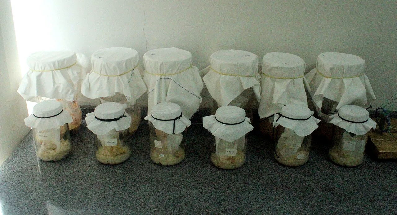 Meyve sineği yetiştirmekte kullanılan cam ve plastik kültür şişeleri