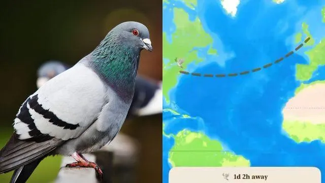 Mesajlaşmada Devrim: Sanal Güvercinler Yolda, Ancak Dikkat Edin: Kaybolabilirler!