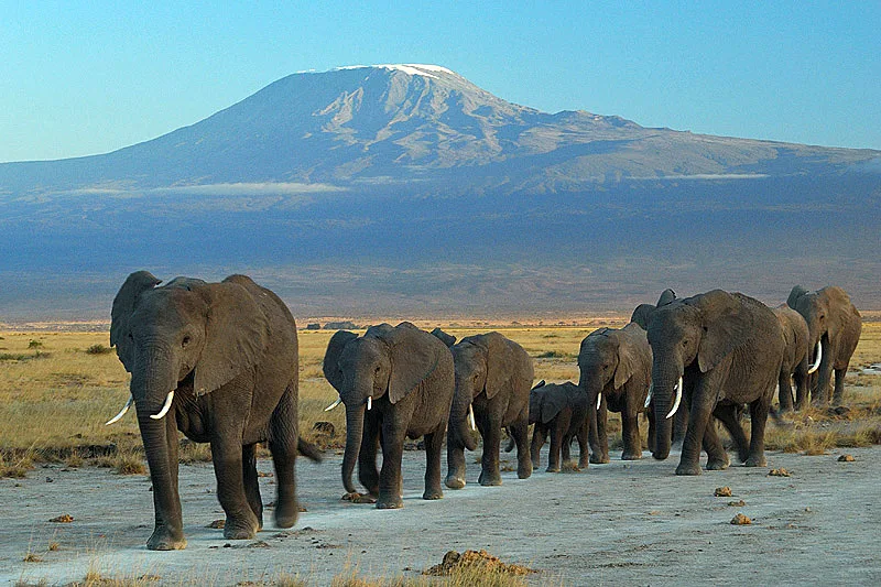 Amboseli Ulusal Parkı'nda Kilimanjaro'nun önünden geçen fil sürüsü; buradaki nüfus 1972'den beri birey birey izleniyor