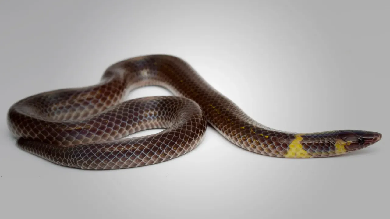 Küçük Asya Yılanları Dört Kat Hızla Yuvarlanarak Kaçıyor