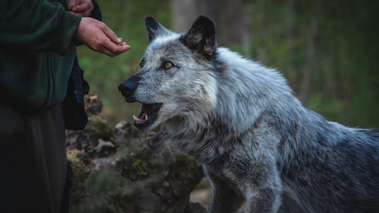 Köpekler ve İnsanlar: 15.000 Yıldır Birbirimizi Şekillendiren Eşsiz Bağ