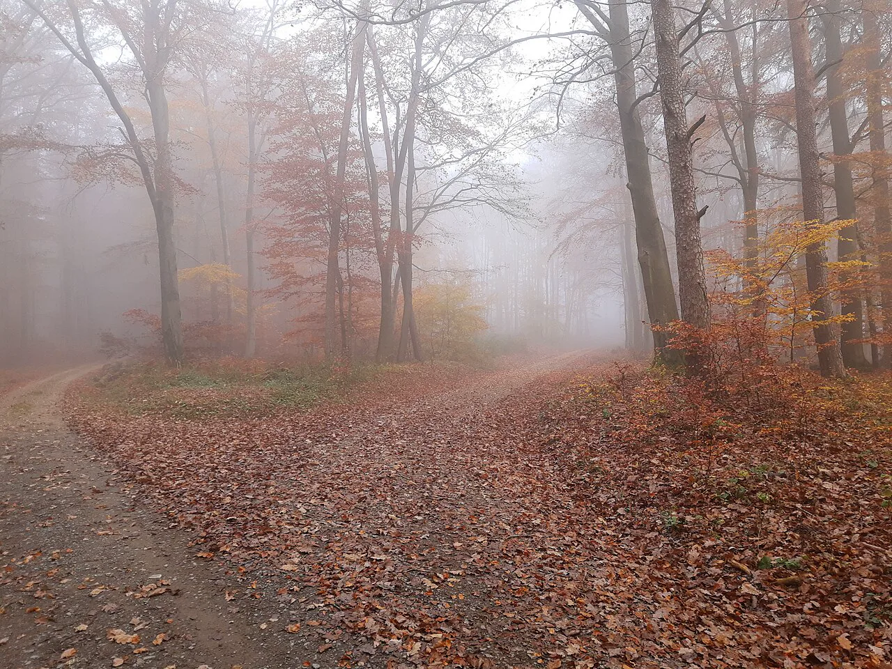 Sisin içinde ikiye ayrılan orman yolu