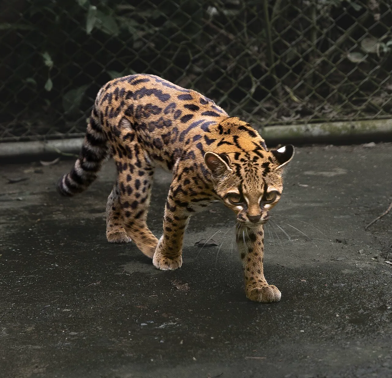 Tilcayo kedisi Senda Verde barınağında