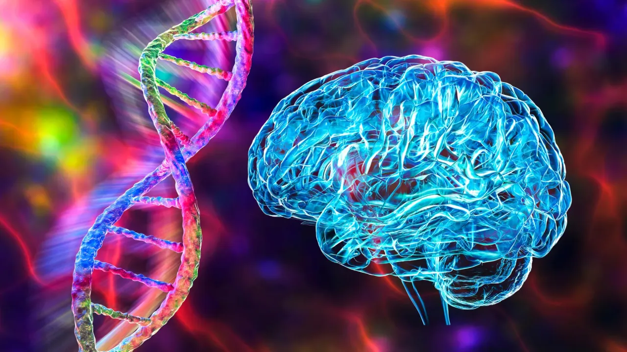 Nadir FN1 Mutasyonu Beyin Damarlarını Koruyarak Alzheimer Riskini Düşürüyor