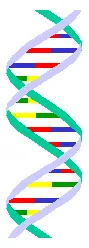 DNA çift sarmalında büyük ve küçük oluklar