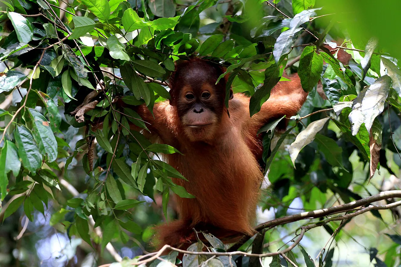 Endonezya'daki Gunung Leuser Milli Parkı'nda ağaçta oynayan yavru bir Sumatra orangutanı