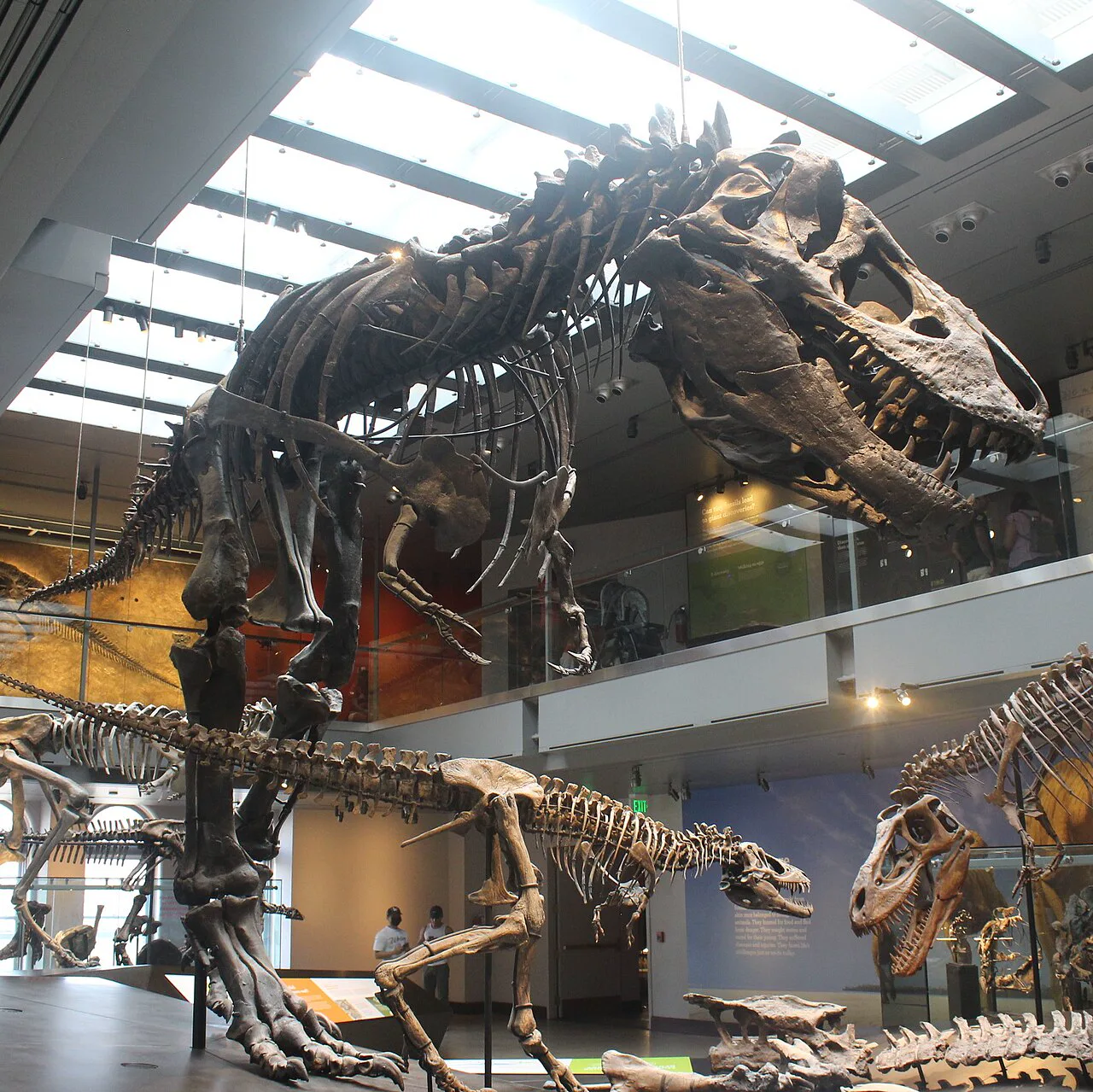 T. rex'in vücut sıcaklığı ilk kez ölçüldü: Fosil dişler 36 dereceyi gösterdi