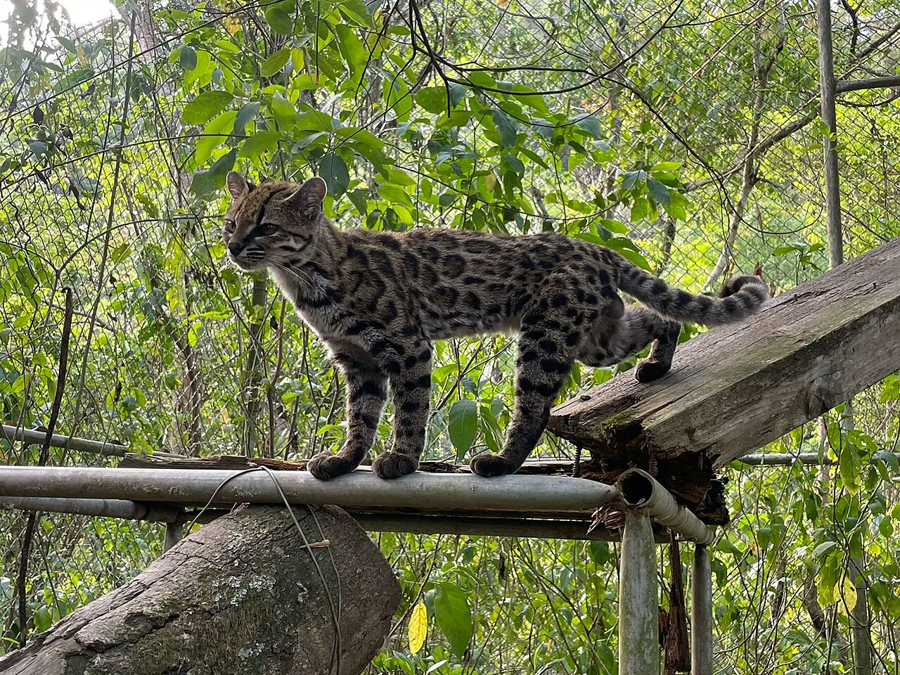 Leopardus tilcayo, araştırmacı Paola Nogales Ascarrunz tarafından fotoğraflandı