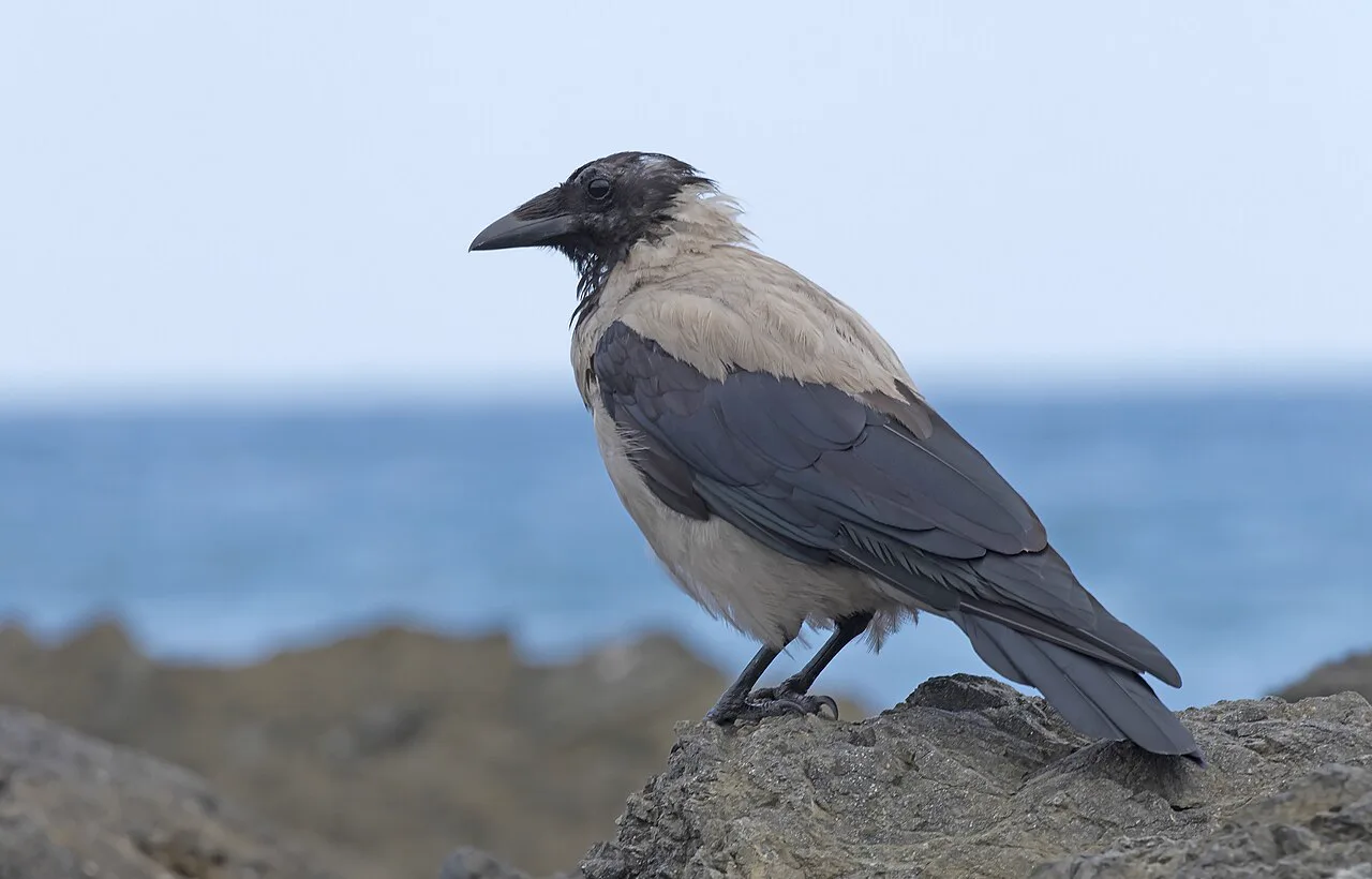 Türkiye'nin en yaygın kargası Corvus cornix, Giresun'un Espiye ilçesinde kıyıda