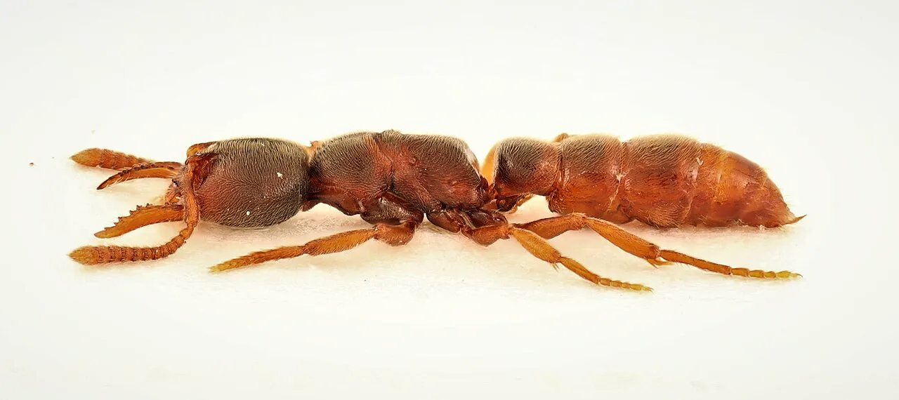 Doğu drakula karıncası (Stigmatomma pallipes) işçisi; öne uzanan dişli çeneleri kırkayak avına uygun
