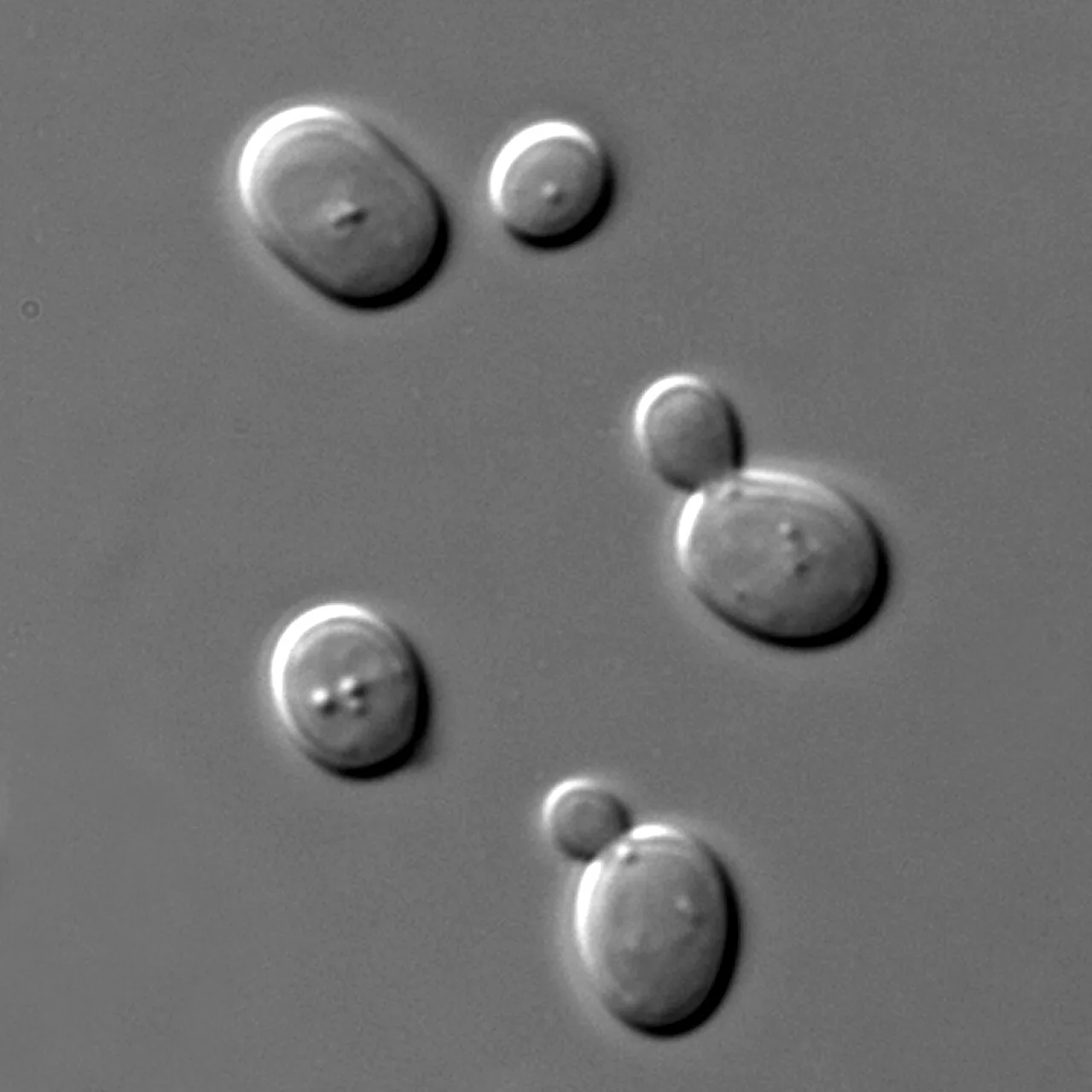 Ekmek mayası Saccharomyces cerevisiae hücreleri mikroskop altında