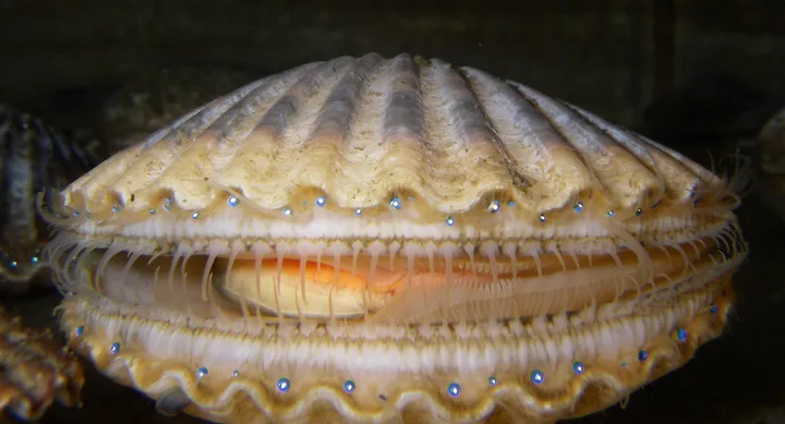 Atlantik koy tarağı Argopecten irradians; modelin sınandığı tarak kabuğu bu türe yakın bir örnekti