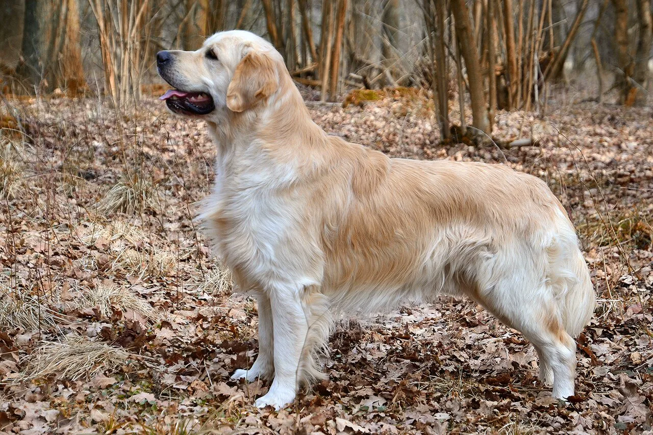 Köpekler de 'bouba'yı yuvarlak, 'kiki'yi sivri buluyor: 70 köpekle ölçüldü