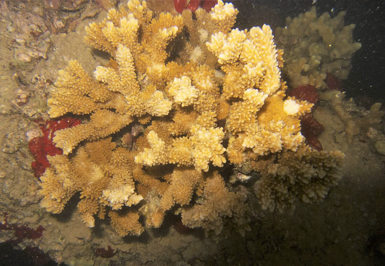 Hawaii kıyısında Montipora capitata mercan kolonisi