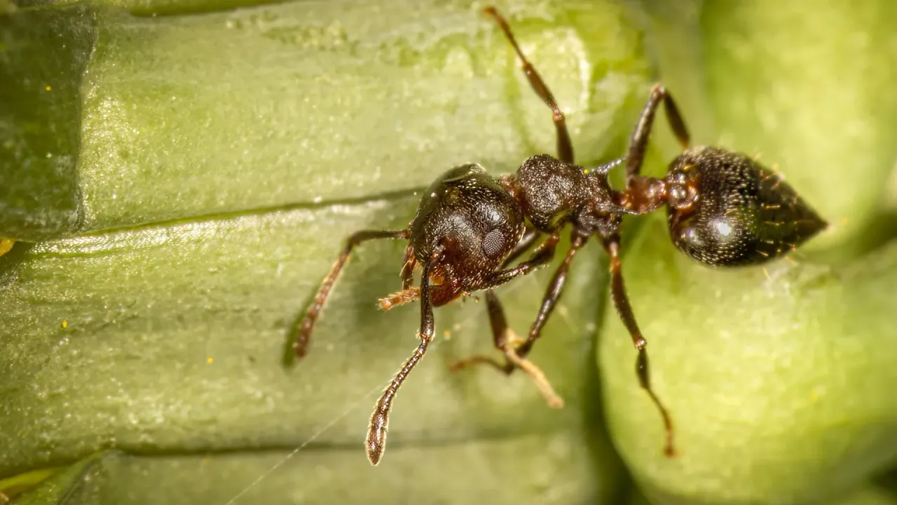 Borneo'nun Ant‑Ağaçları, Yırtıcı Yabanarıyla Yeni Bir Rekabet İçinde