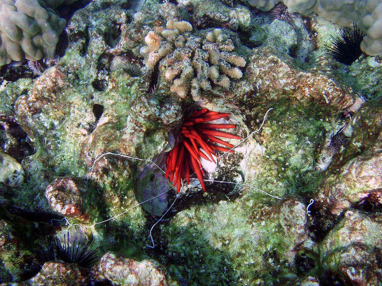 Yeni cinsin yakın akrabası Loimia medusa'nın beyaz dokunaçları, Hawaii açıklarında bir deniz kestanesinin dikenleri altında