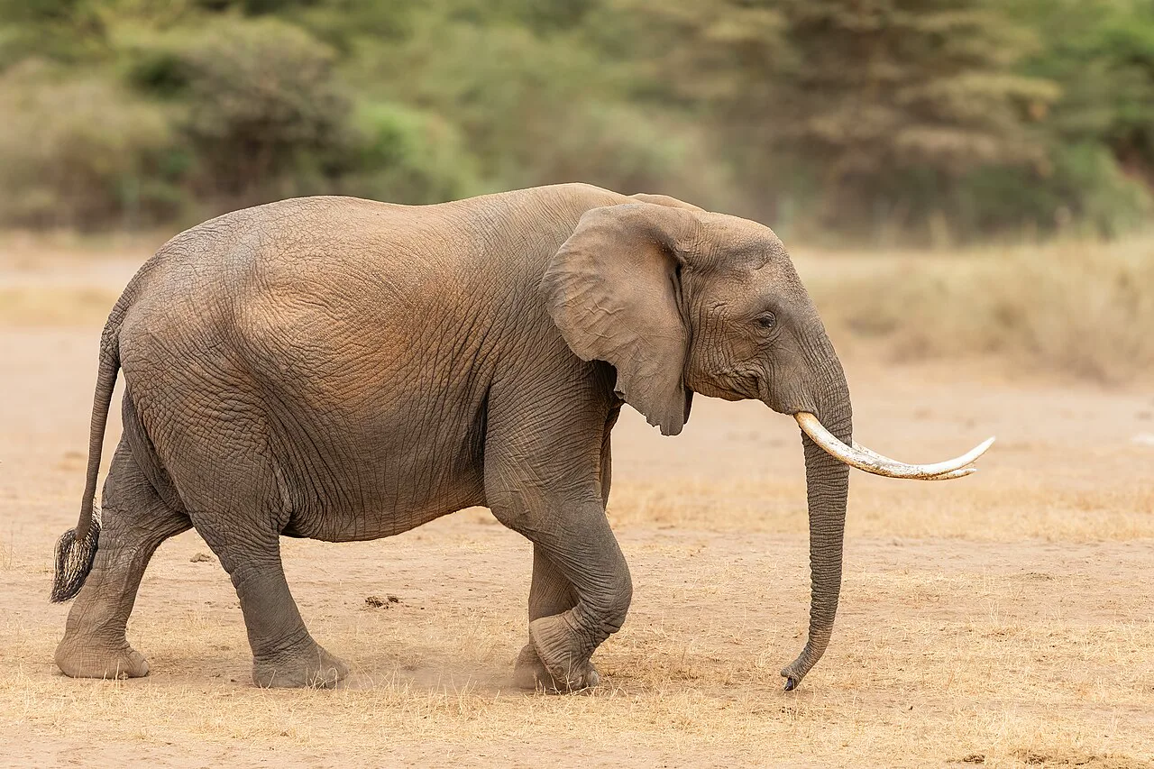 Amboseli Ulusal Parkı'nda bir Afrika savan fili; çalışmanın tüm kayıtları bu parkta toplandı