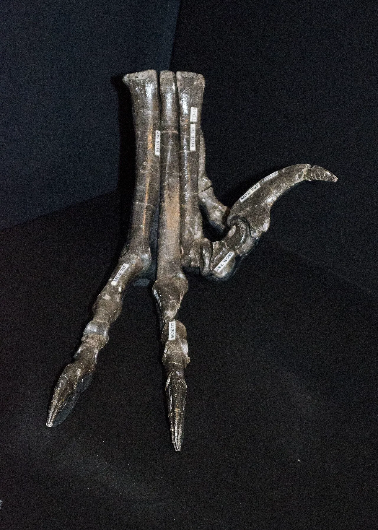 Deinonychus antirrhopus'un fosil ayağı, Montana'daki Museum of the Rockies'de sergileniyor; ikinci parmaktaki orak pençe Yuezhuornis'te de var