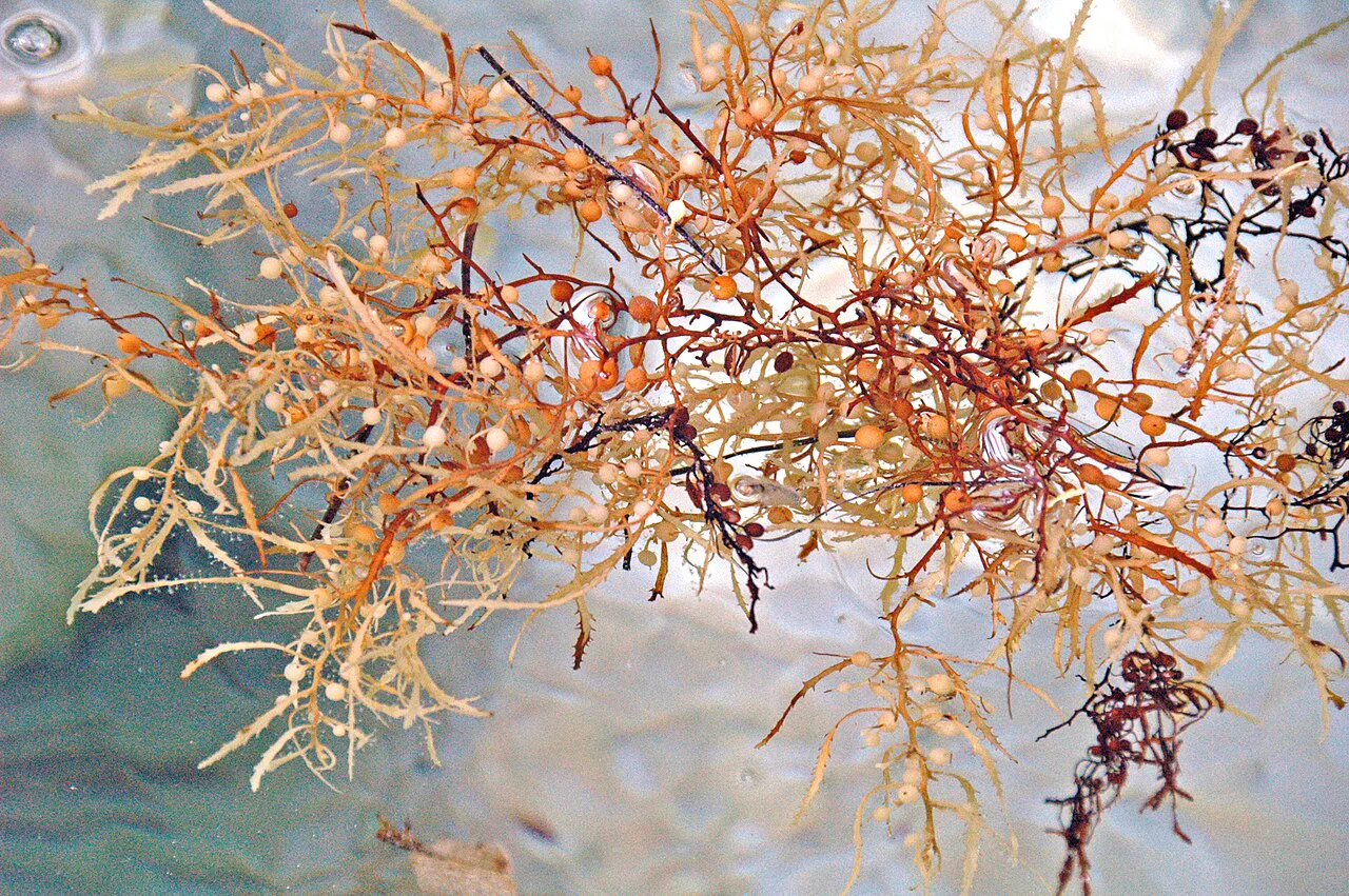Sargassum natans, Bahamalar'da sığ suyun yüzeyinde; yosunu taşıyan küçük gaz kesecikleri görülüyor
