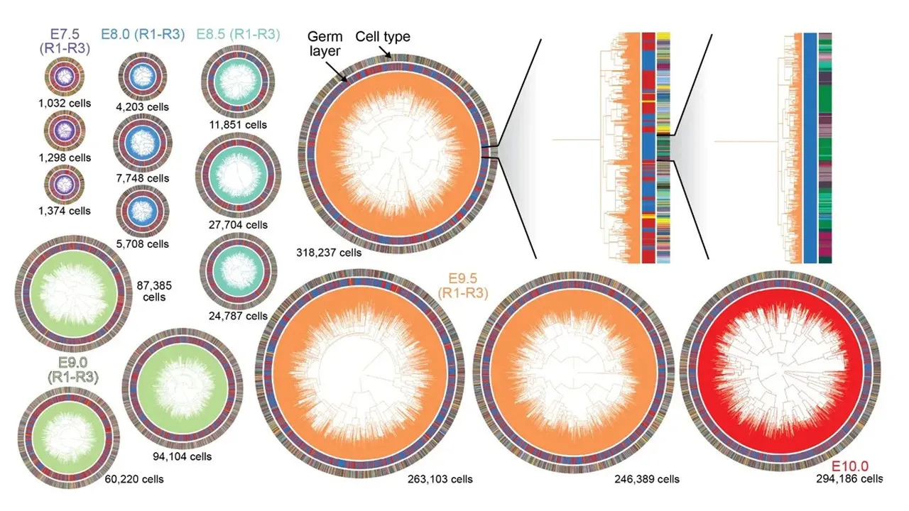 DNA Typewriter ve PEtracer ile Embriyo Gelişimine Yeni Bir Pencere