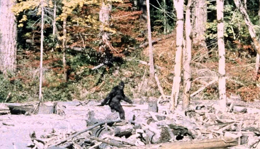 1967 tarihli Patterson–Gimlin filminin 352. karesi: yaratık başını kameraya çeviriyor