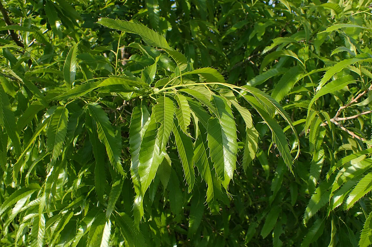 Quercus variabilis, Çin mantar meşesi
