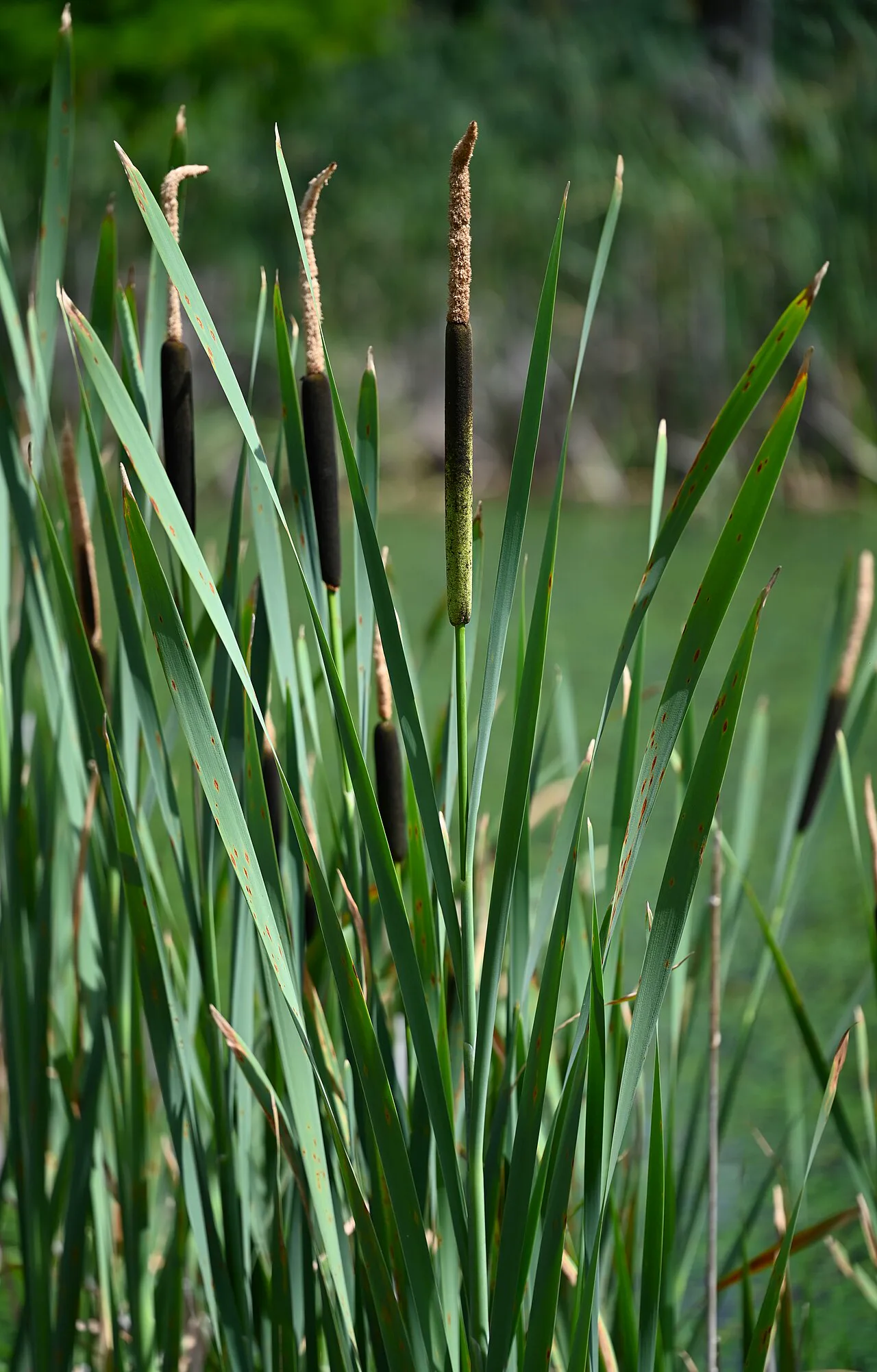 Hasırotu (Typha latifolia); deneylerde alete en iyi uyan lif kaynağı bu bitki oldu.