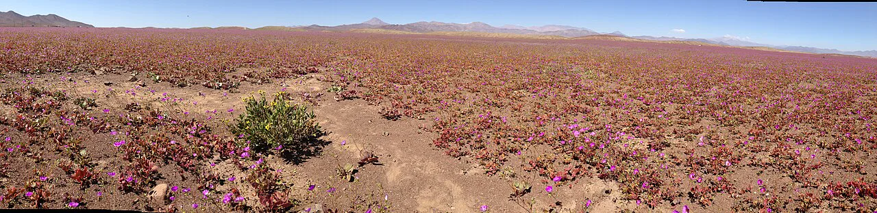 Atacama'da çiçekli çöl: yağmuru bekleyen tohum bankası uyandı