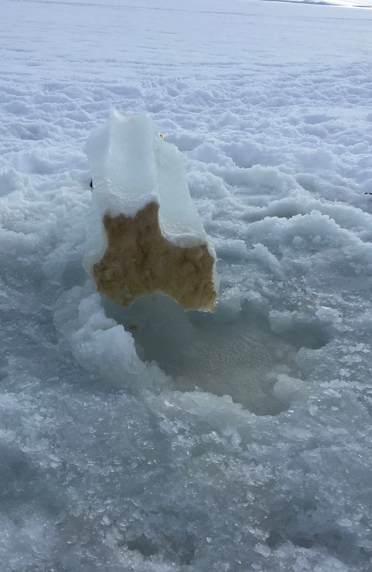 Svalbard'da deniz buzunun alt yüzeyine tutunmuş buz algleri; IP25 adlı biyobelirteci bu tür algler üretiyor