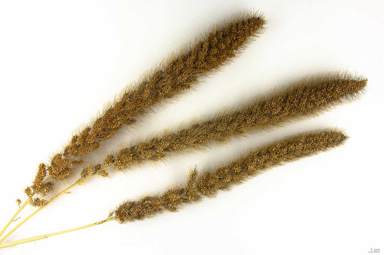 Kumdarı (Setaria italica) tohumları; darı Çin'in kuzeyinde evcilleştirildi ve batıya doğru yayıldı