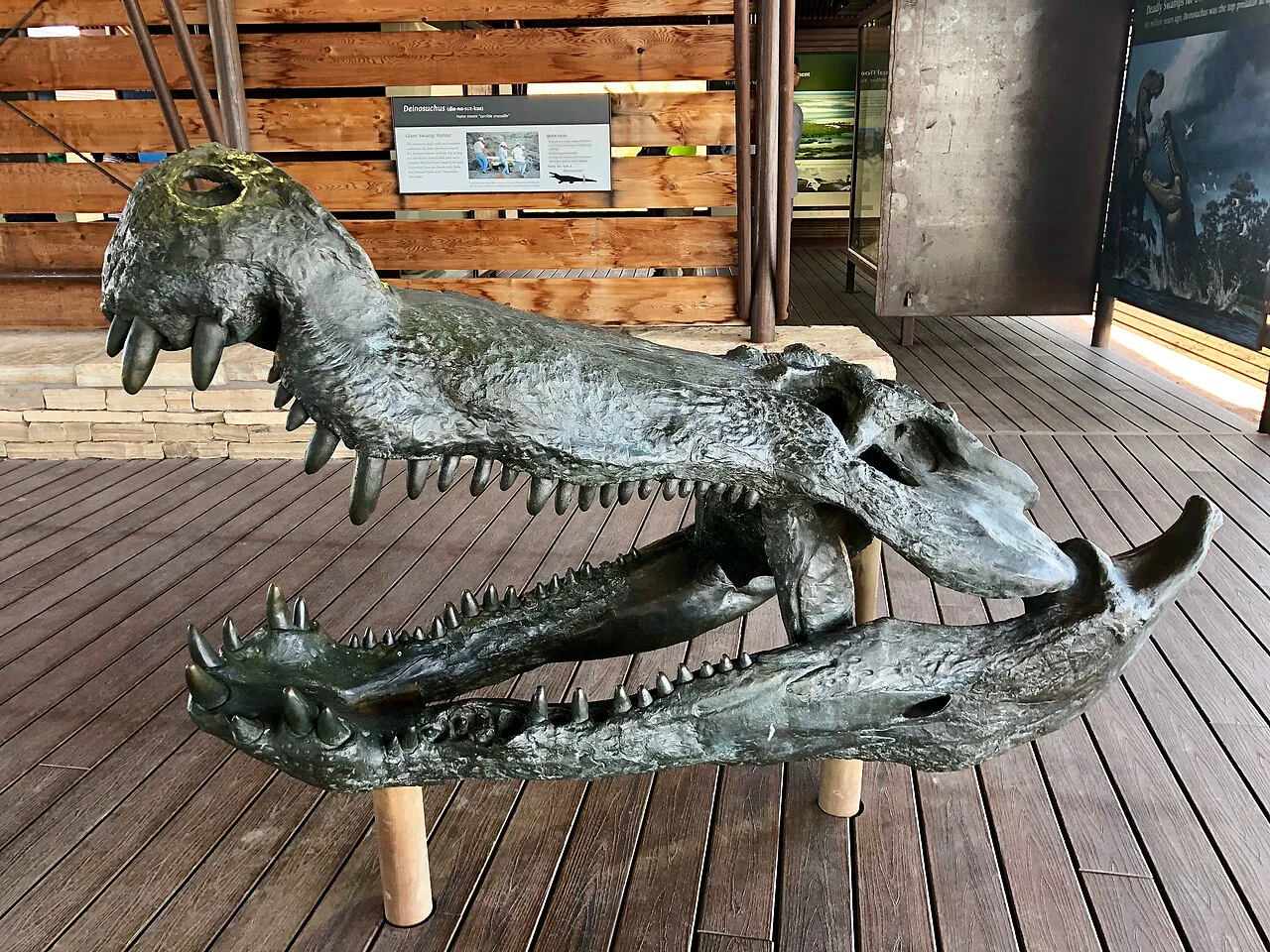 Dev timsah akrabası Deinosuchus'un kafa canlandırması, Big Bend Ulusal Parkı fosil sergisi, Teksas