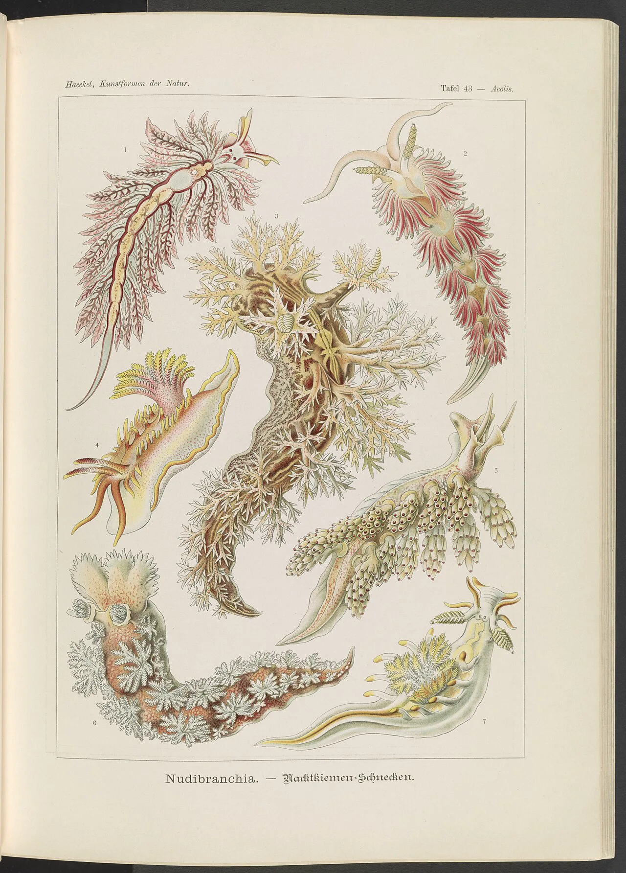Ernst Haeckel'in Kunstformen der Natur albümündeki 43. levha, çıplak solungaçlı deniz salyangozlarını gösteriyor