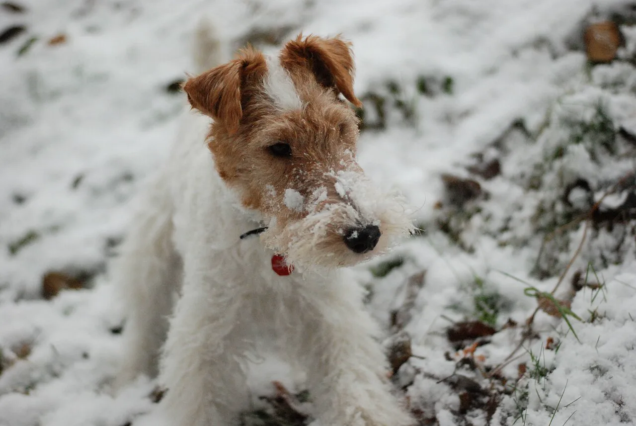 Sert tüylü fox terrier portresi