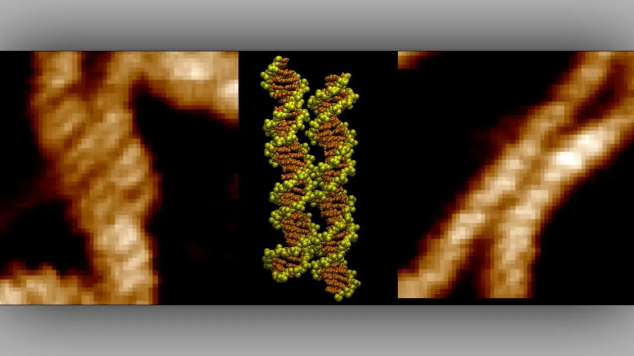 DNA Zinciri İlk Kez Görüntülendi: Pozitif Metal İyonları Moleküler Fermuarı Oluşturuyor