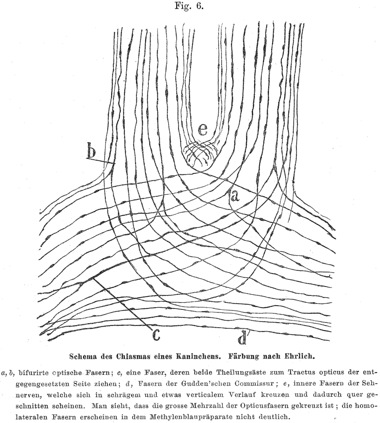 Ramón y Cajal'ın 1898 incelemesinden bir tavşanın optik kiyazmasına ait çizim; liflerin büyük çoğunluğu karşı tarafa geçiyor