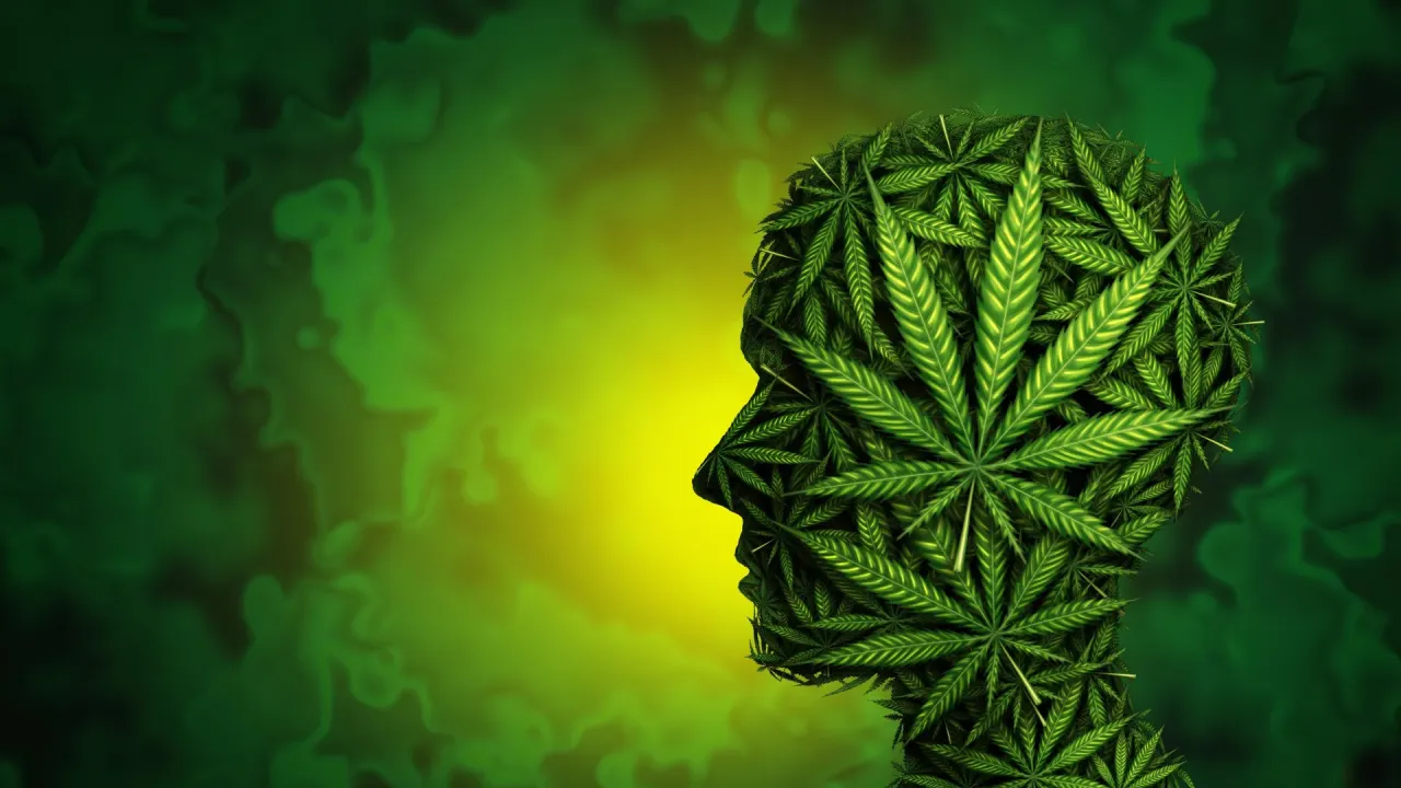 Kannabinoidlerin Beyindeki Korku Merkezindeki Freni Kaldırması Anksiyeteyi Artırıyor