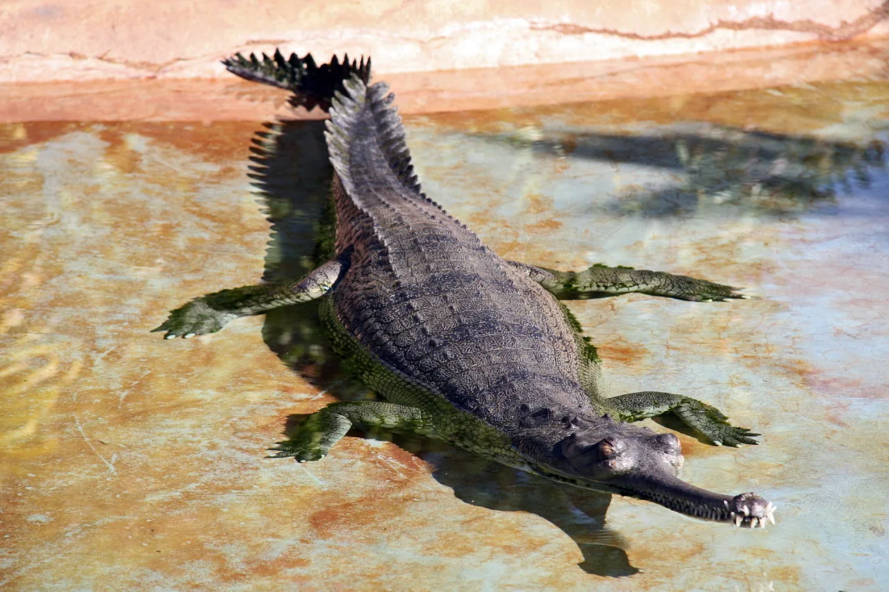 Yaşayan Hint gaviali; Herugavialis'in burnu da kafatasının yaklaşık üçte ikisi kadardı