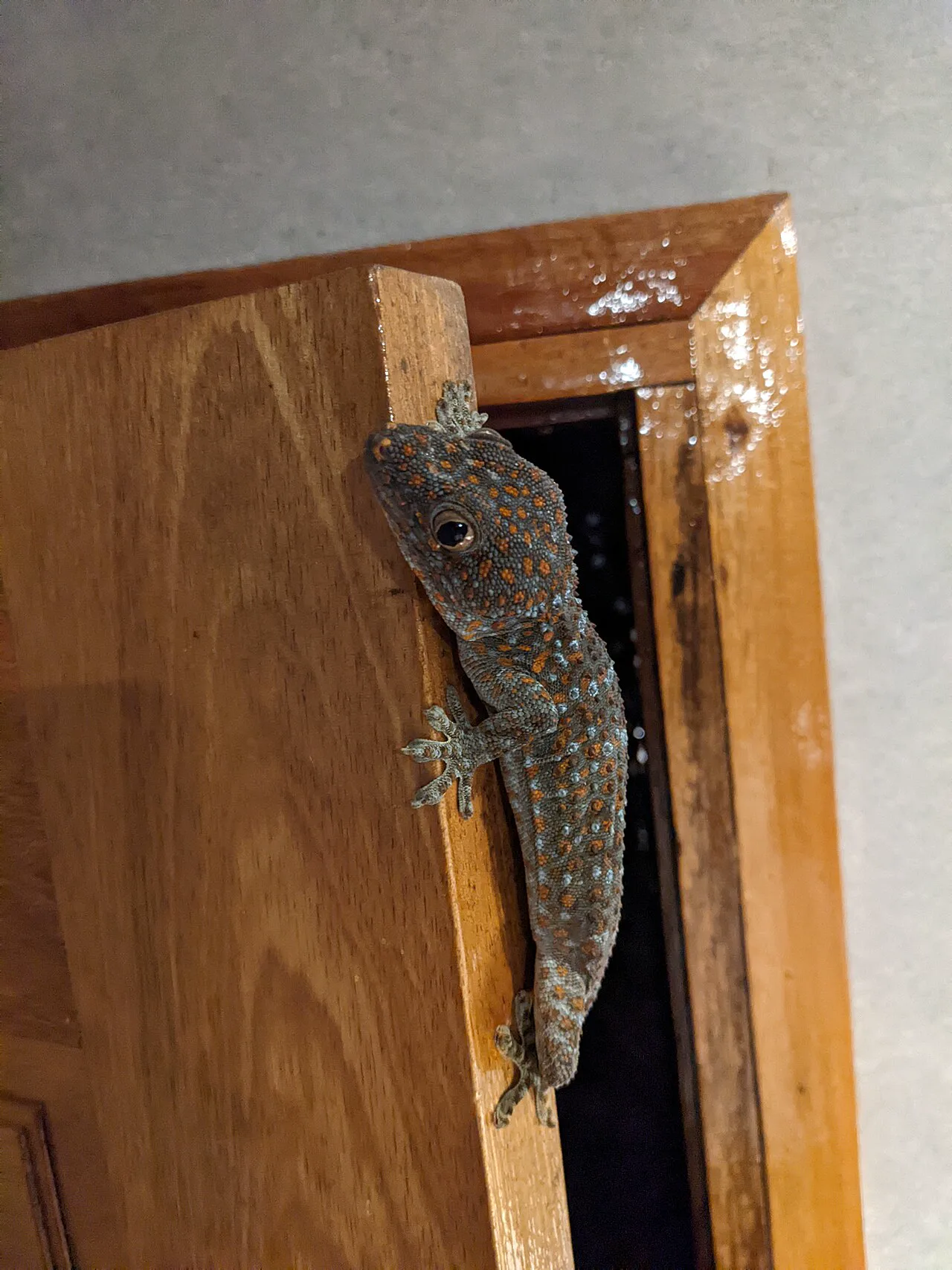 Malezya'da bir duvarda duran tokay gekosu