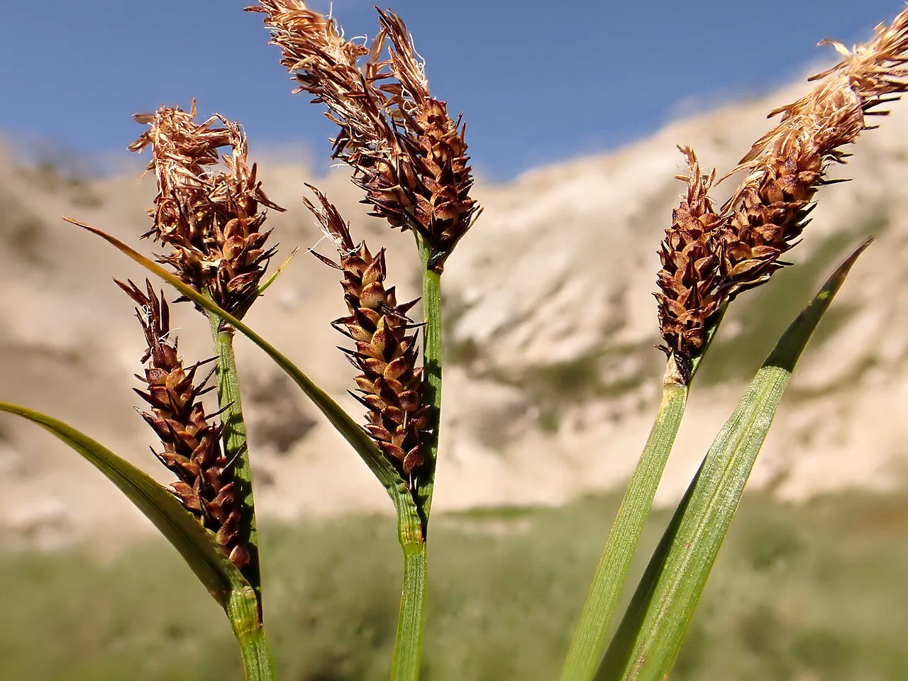 Dağ sazı (Carex scopulorum), ıslak dağ çayırlarının toprağını kökleriyle kuran bitki