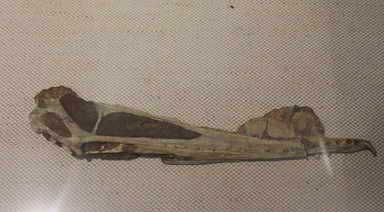 Hamipterus tianshanensis türünün tanımlanmasında kullanılan erkek kafatası, burun üzerindeki ibik açıkça görülüyor