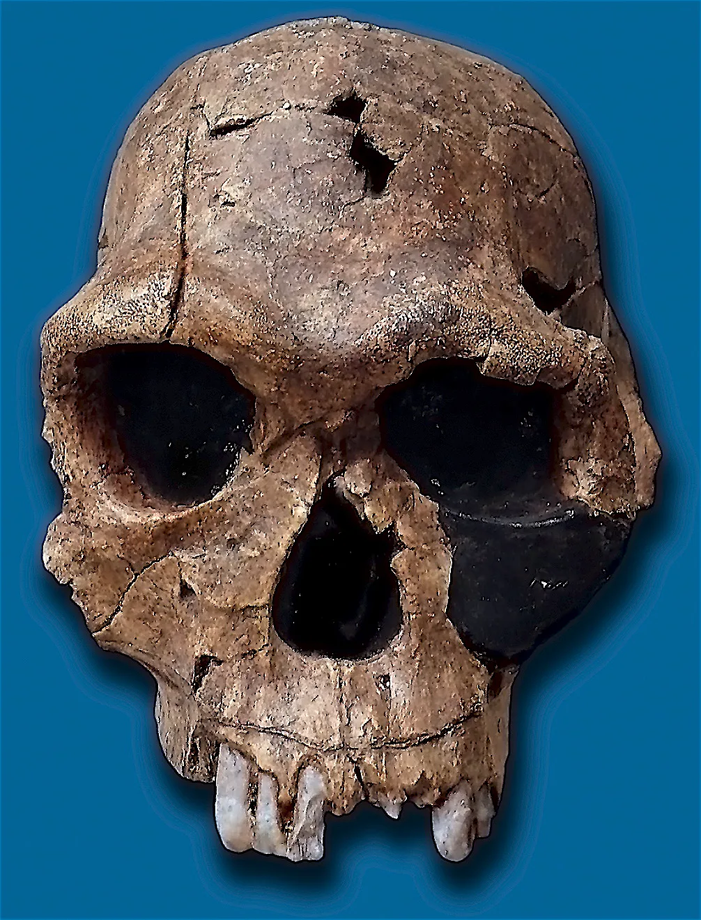 Homo habilis'e atfedilen KNM ER 1813 kafatasının kopyası