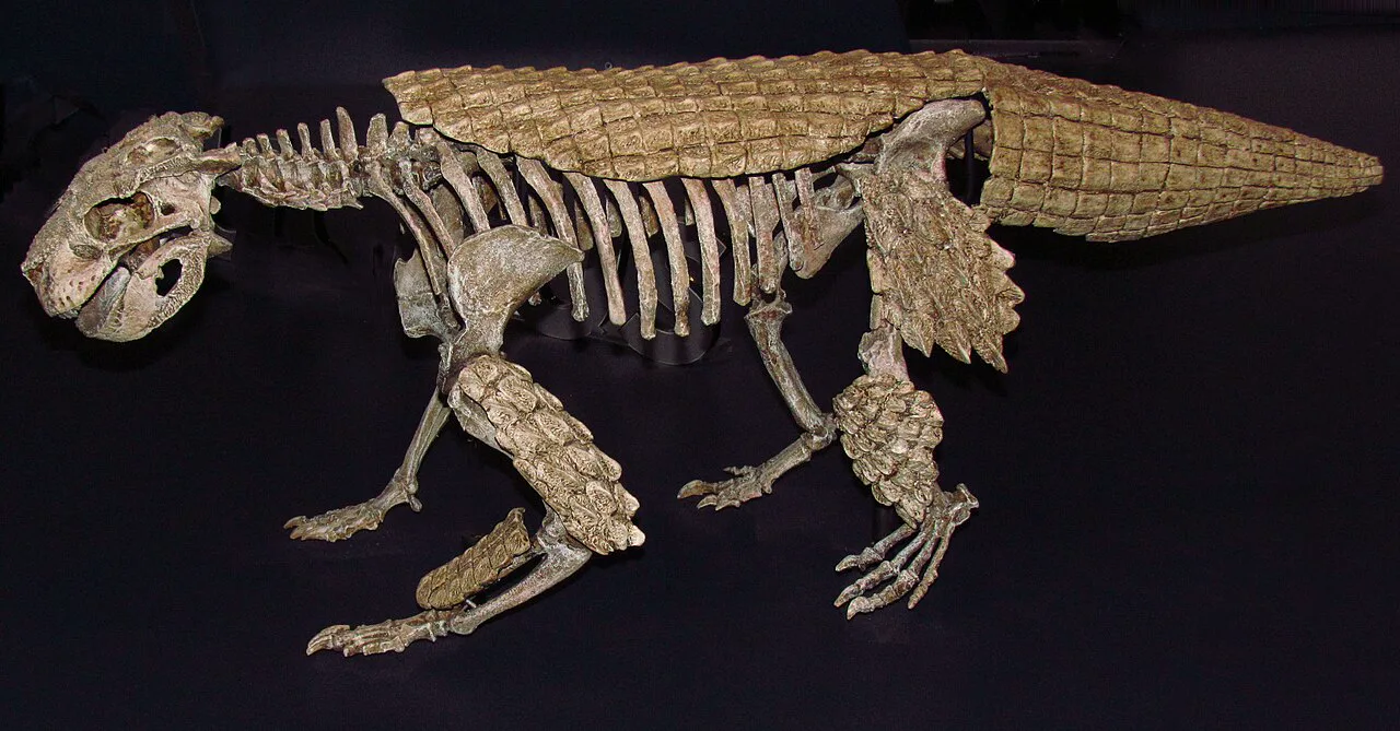 Madagaskar'da yaşamış ot yiyici timsah akrabası Simosuchus clarki'nin iskelet kopyası, Royal Ontario Müzesi